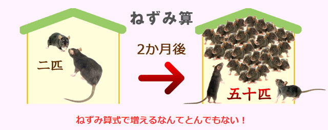 超音波式ネズミ駆除器の効果